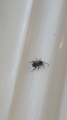 Blattodea