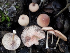 Entoloma roseum