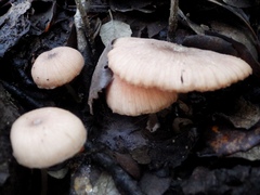 Entoloma roseum
