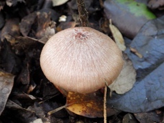 Entoloma roseum