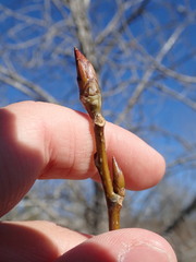 Populus deltoides deltoides