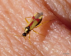 Tupiocoris californicus