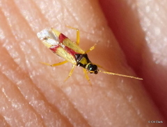 Tupiocoris californicus