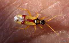 Tupiocoris californicus