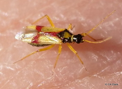 Tupiocoris californicus