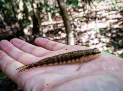 Percina nigrofasciata