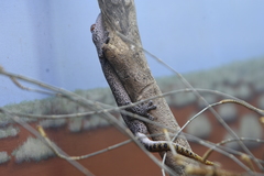 Strophurus taenicauda