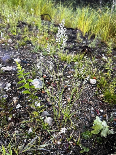 Coastal jointweed (Polygonella articulata)