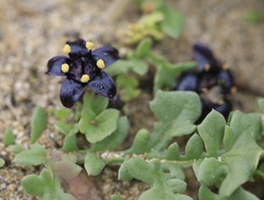 Jaborosa magellanica