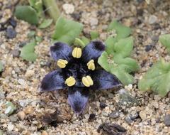 Jaborosa magellanica