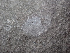 Strophomenata