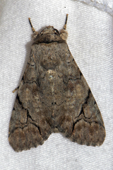 Bamra mundata