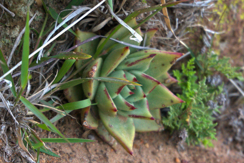 Echeveria agavoides