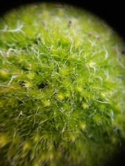 Leptostomum inclinans