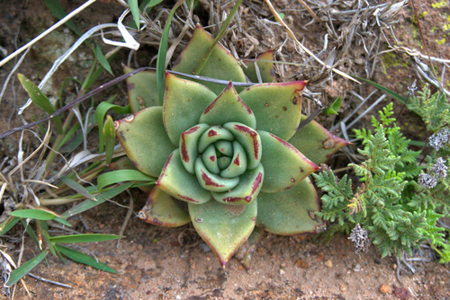 Echeveria agavoides
