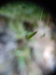 Leptostomum inclinans