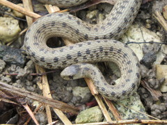 Storeria dekayi