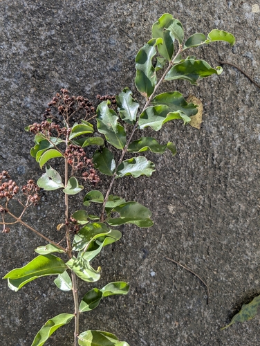 Galpinia transvaalica, photograph 5