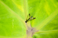 Austrosciapus connexus