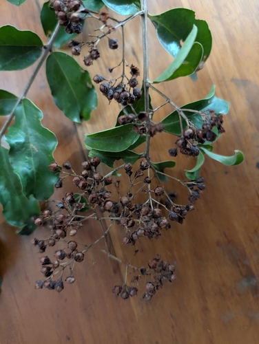 Galpinia transvaalica, photograph 6