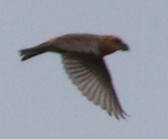 Loxia pytyopsittacus