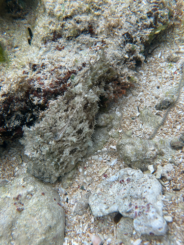Dolabella auricularia