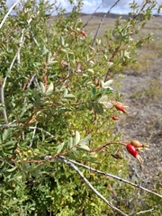 Rosa laxa