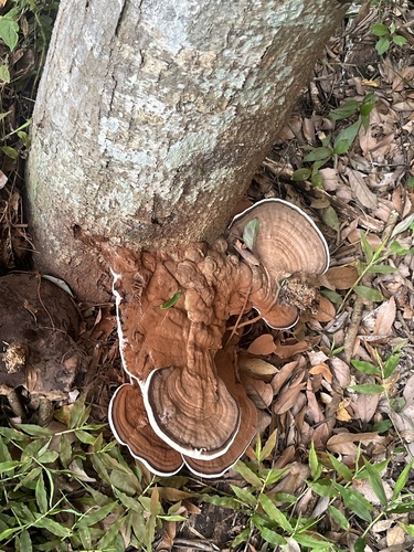 Ganoderma applanatum