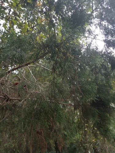 Juniperus image