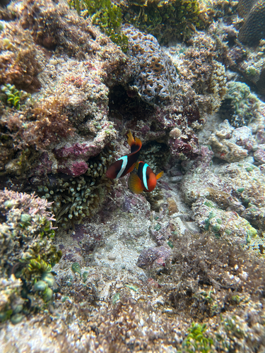 Amphiprion melanopus
