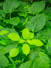 Collinsonia canadensis