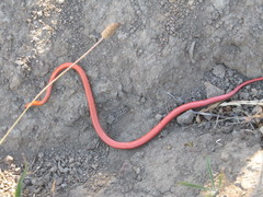 Diadophis punctatus vandenburgii