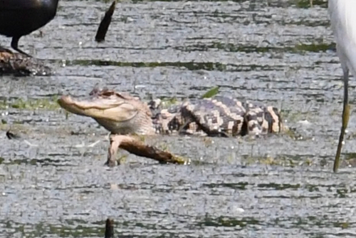 American Alligator photographed in New York