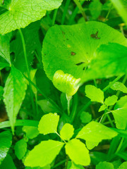 Arisaema stewardsonii