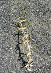 Zoysia minima