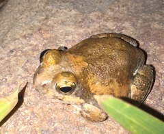 Tomopterna marmorata