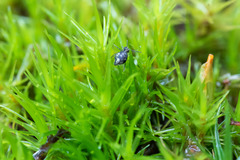 Ptenothrix maculosa