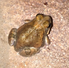 Tomopterna marmorata