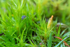 Ptenothrix maculosa