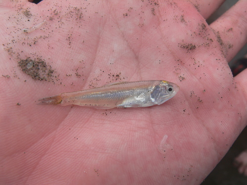Kammal thryssa (Thryssa kammalensis) — Engraulidae — 4