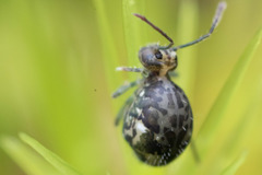 Ptenothrix maculosa
