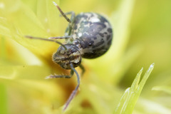 Ptenothrix maculosa