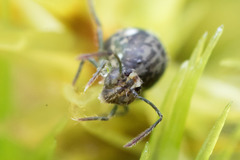 Ptenothrix maculosa