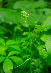 Platanthera psycodes