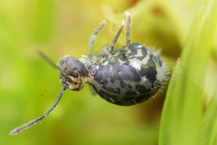 Ptenothrix maculosa