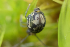 Ptenothrix maculosa