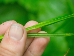 Carex laevivaginata