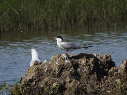 Common Tern