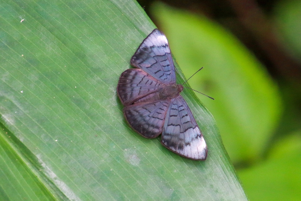 White-spotted Emesis