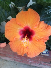Hibiscus rosa-sinensis